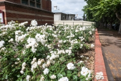All Souls' roses in bloom for All Souls' Day